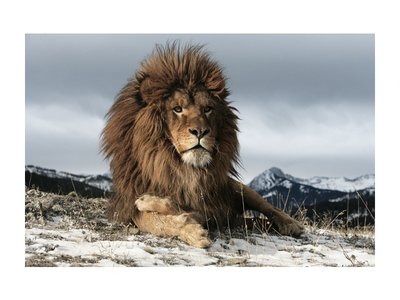 Картина LION / Загартоване скло;120х80;