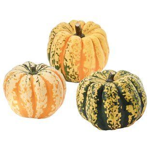 Декоративные тыквы, различные CUCURBITA / 106.293.35